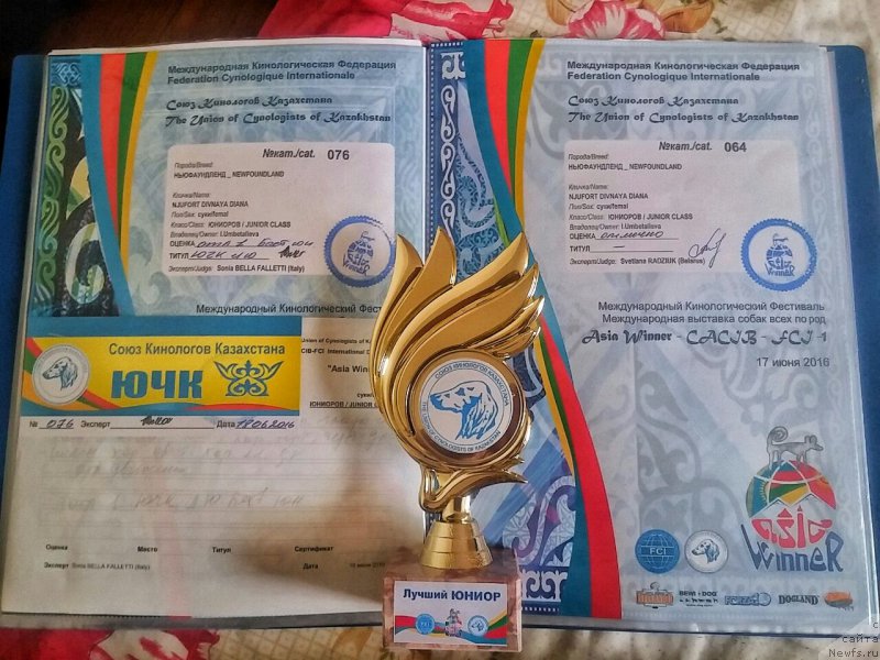 Фото: ньюфаундленд N'yufort Divnaya Diana (Ньюфорт Дивная Диана)