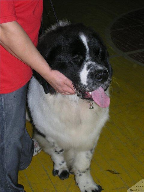 Фото: Сент Джонс Принцип Домино, 8 мес.