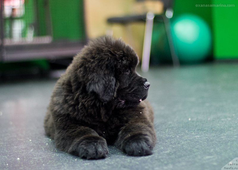 Фото: ньюфаундленд Brownblood MSK Hakim Gold Haydar (Браунблад МСК Хаким Голд Хайдар)