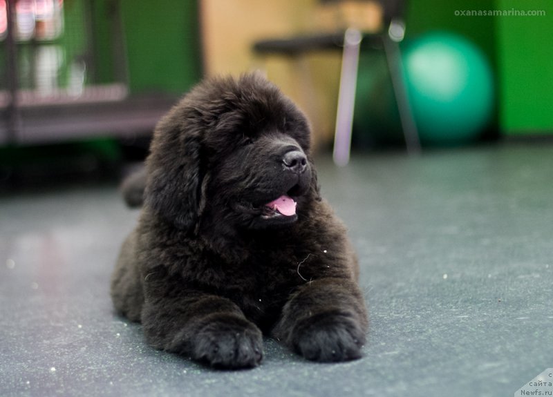 Фото: ньюфаундленд Brownblood MSK Hakim Gold Haydar (Браунблад МСК Хаким Голд Хайдар)