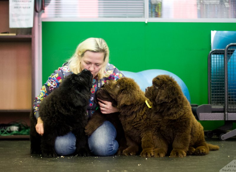 Фото: ньюфаундленд Brownblood MSK Veles Alister (Браунблад МСК Велес Алистер)