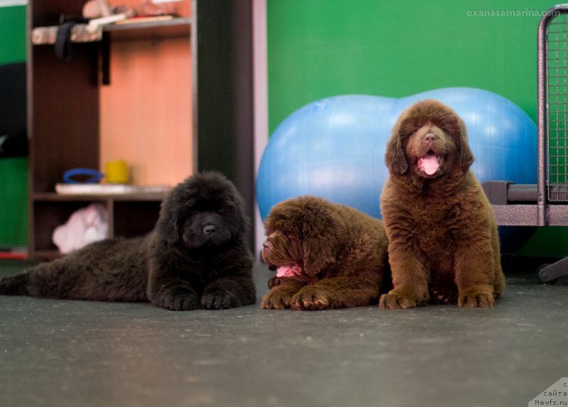 Фото: ньюфаундленд Braunblad MSK Valiya H'yun (Браунблад МСК Валия Хьюн)