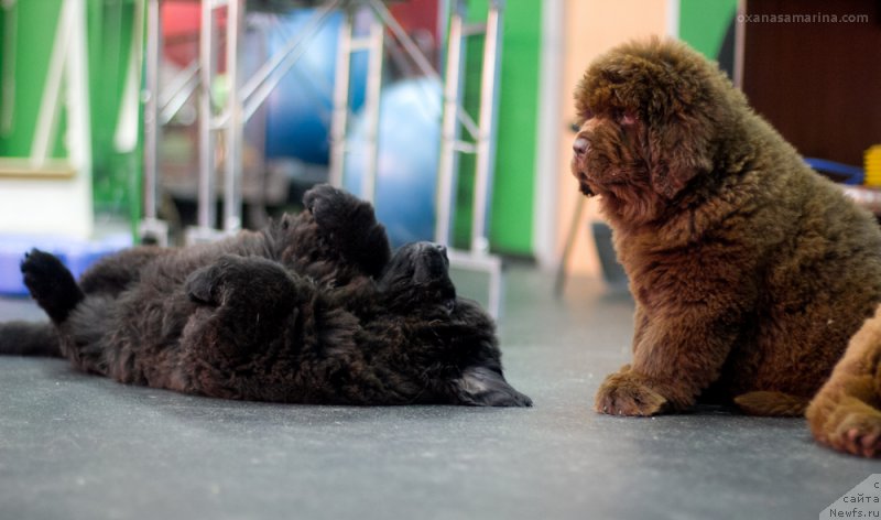 Фотография № 209065