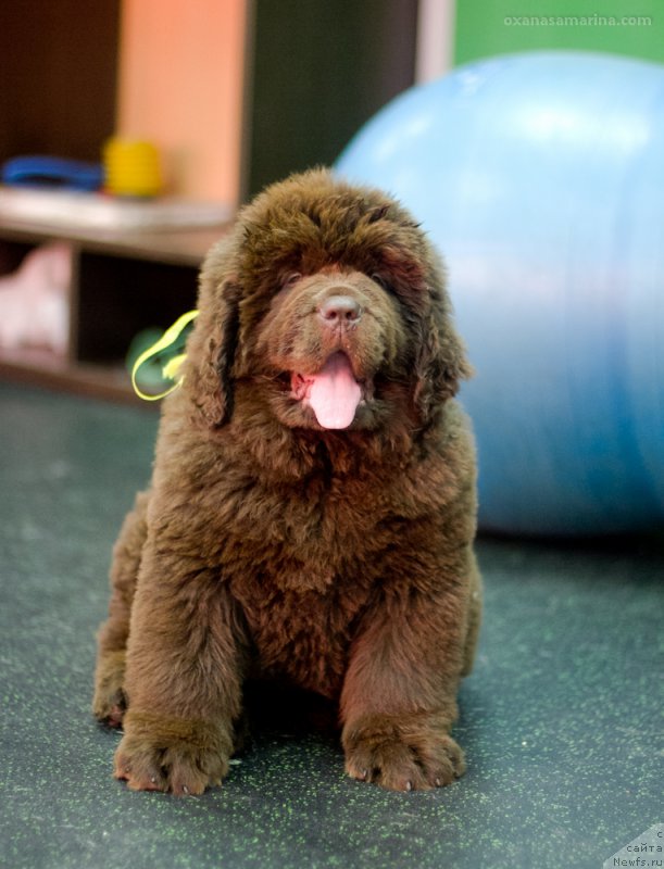 Фото: ньюфаундленд Brownblood MSK Veles Alister (Браунблад МСК Велес Алистер)
