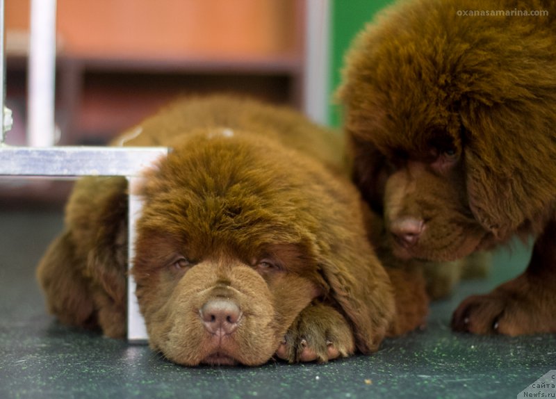 Фотография № 209070