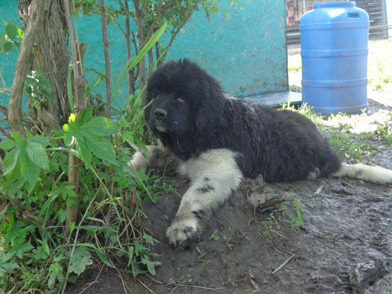 Фото: ньюфаундленд Selin Dion (Селин Дион)