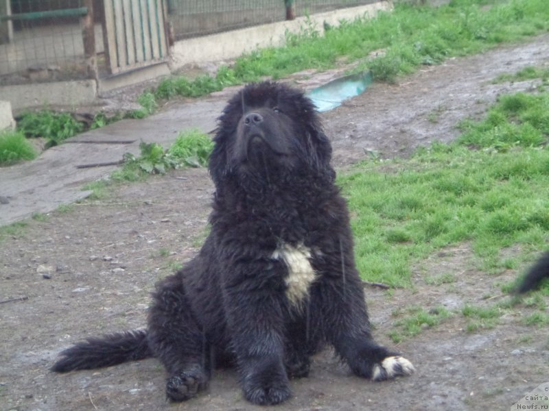 Фото: ньюфаундленд Stepan Razin (Степан Разин)