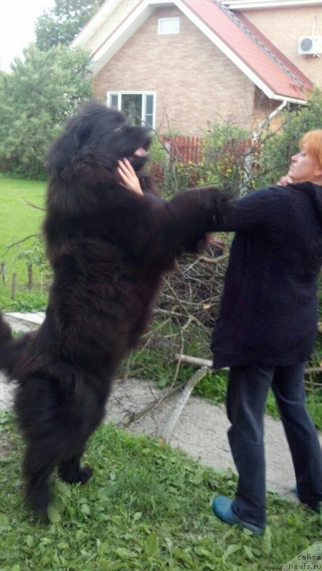 Фото: ньюфаундленд Moya Stihiya Imperatrica Mariya (Моя Стихия Императрица Мария)