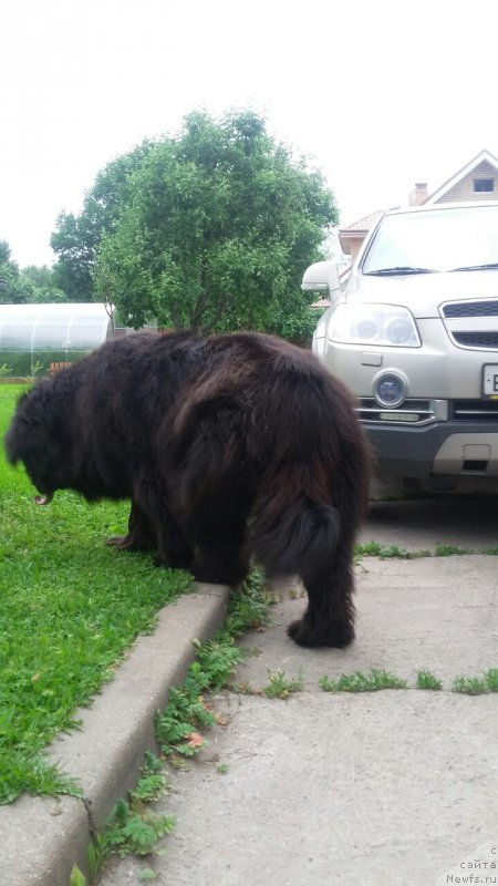 Фото: ньюфаундленд Moya Stihiya Imperatrica Mariya (Моя Стихия Императрица Мария)