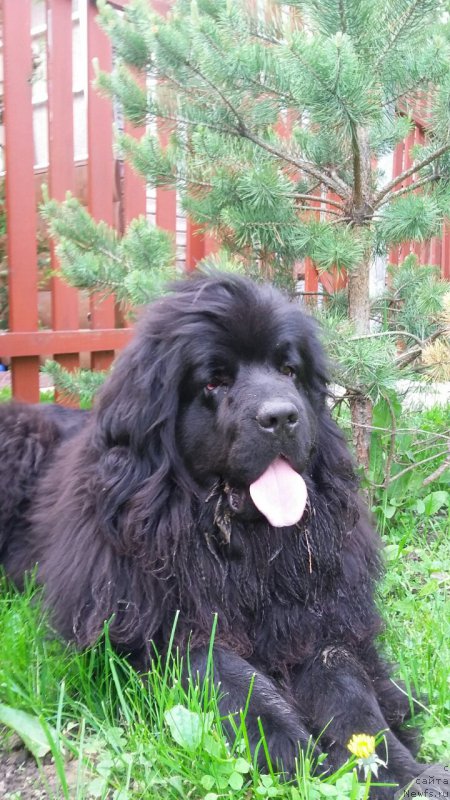 Фото: ньюфаундленд Moya Stihiya Imperatrica Mariya (Моя Стихия Императрица Мария)