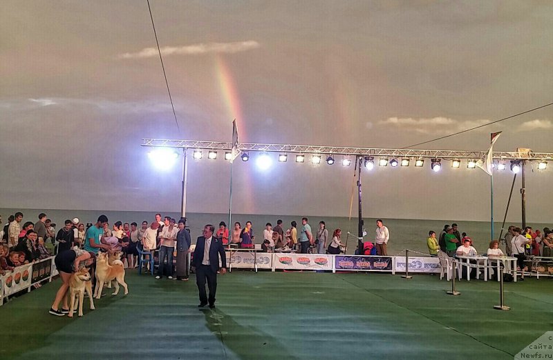 Фото: ньюфаундленд N'yufort Divnaya Diana (Ньюфорт Дивная Диана), ньюфаундленд N'yufort Divnaya Diana (Ньюфорт Дивная Диана)