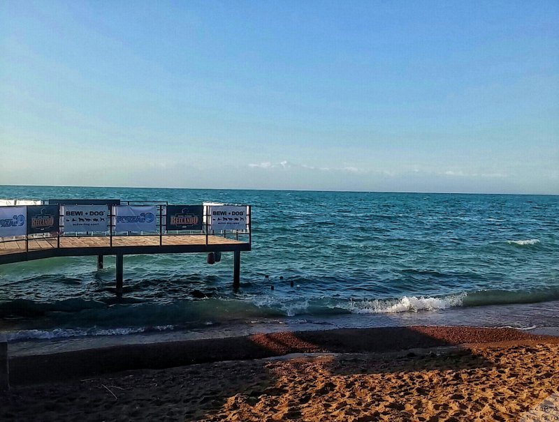 Фото: ньюфаундленд N'yufort Divnaya Diana (Ньюфорт Дивная Диана)