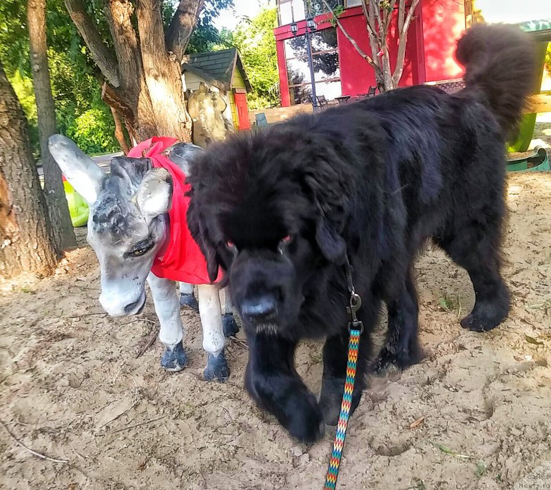 Фото: ньюфаундленд N'yufort Divnaya Diana (Ньюфорт Дивная Диана)