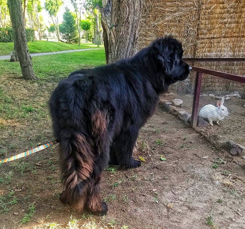 Фото: ньюфаундленд N'yufort Divnaya Diana (Ньюфорт Дивная Диана)