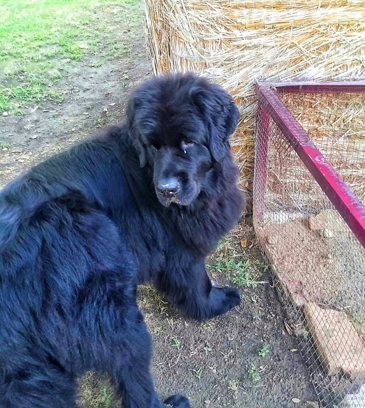 Фото: ньюфаундленд N'yufort Divnaya Diana (Ньюфорт Дивная Диана)