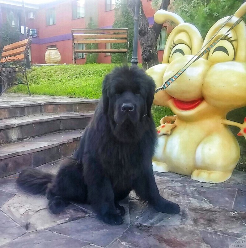 Фото: ньюфаундленд N'yufort Divnaya Diana (Ньюфорт Дивная Диана)