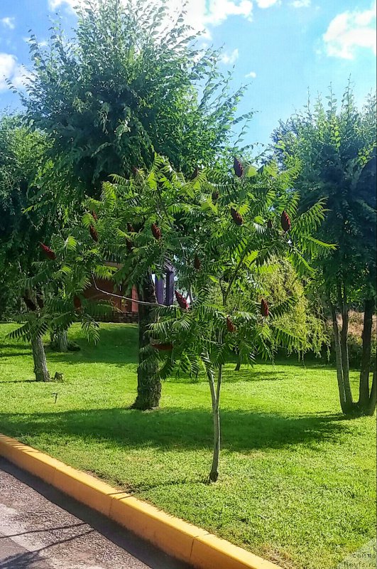 Фото: ньюфаундленд N'yufort Divnaya Diana (Ньюфорт Дивная Диана)