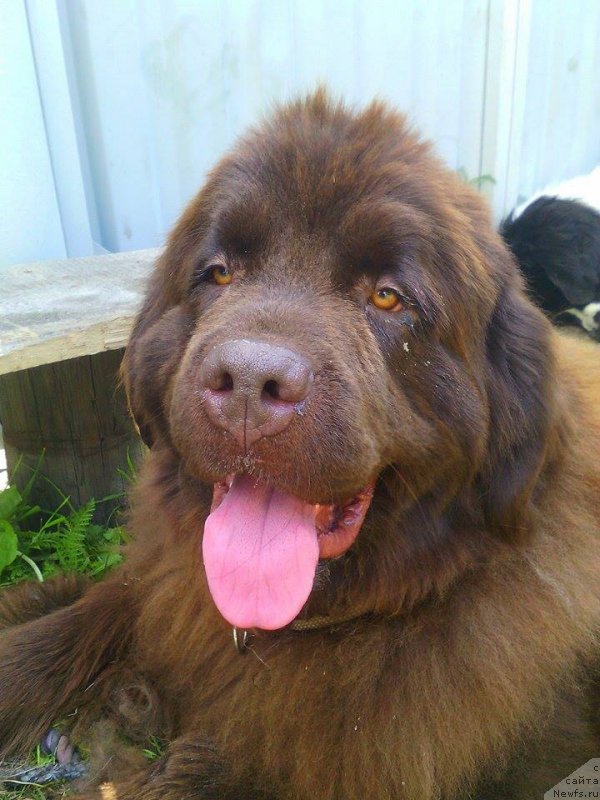 Фото: ньюфаундленд N'yufort Vorojeya (Ньюфорт Ворожея)