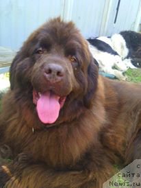 Фото: ньюфаундленд N'yufort Vorojeya (Ньюфорт Ворожея)