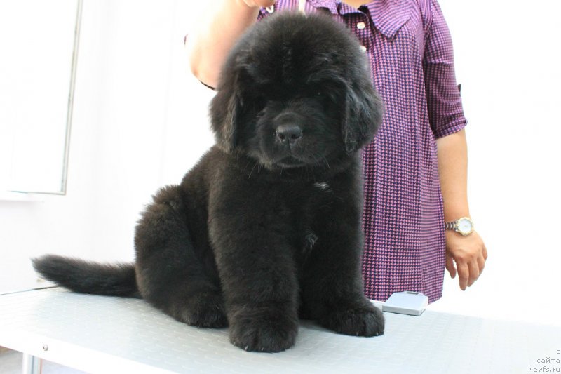 Фото: Истовый Спасатель от Сибирского Медведя