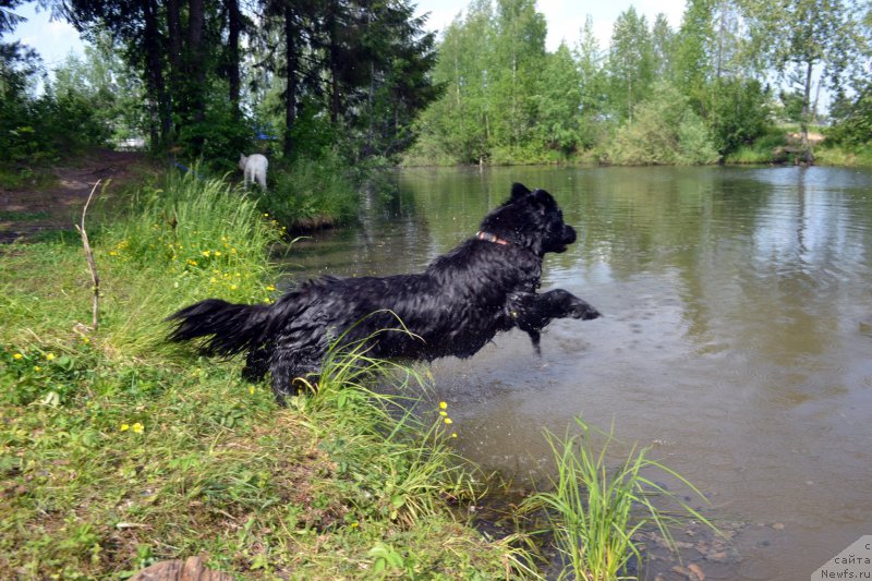 Фото: ньюфаундленд Piternyuf Ideas For Life (Питерньюф Идеас Фор Лифе)