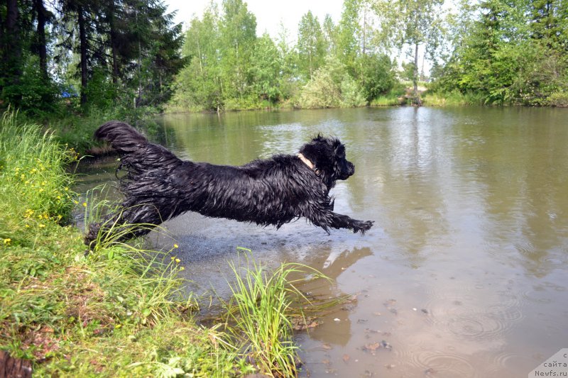 Фото: ньюфаундленд Piternyuf Ideas For Life (Питерньюф Идеас Фор Лифе)