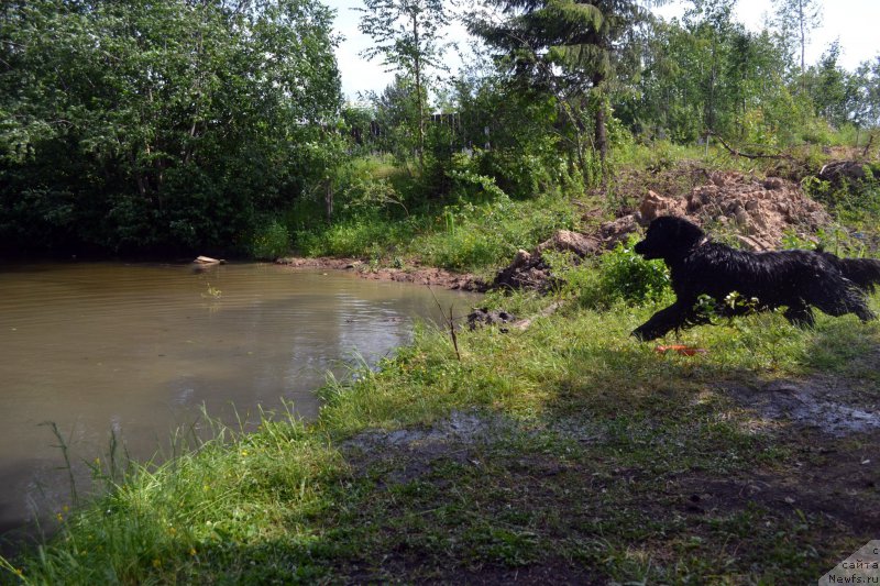 Фото: ньюфаундленд Piternyuf Ideas For Life (Питерньюф Идеас Фор Лифе)