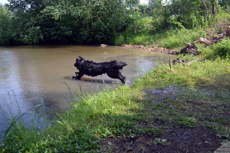 Фото: ньюфаундленд Piternyuf Ideas For Life (Питерньюф Идеас Фор Лифе)