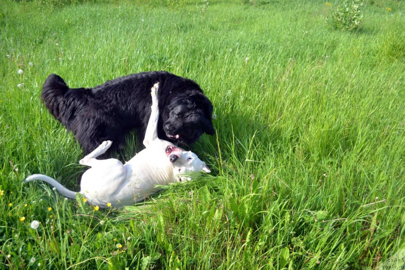 Фото: ньюфаундленд Piternyuf Ideas For Life (Питерньюф Идеас Фор Лифе), Дейнерис