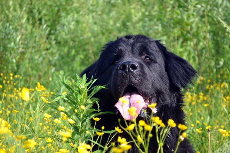 Фото: ньюфаундленд Piternyuf Ideas For Life (Питерньюф Идеас Фор Лифе)