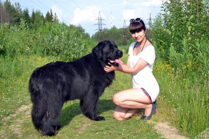 Фото: ньюфаундленд Piternyuf Ideas For Life (Питерньюф Идеас Фор Лифе), Zarina Lubkova (Зарина Лубкова)