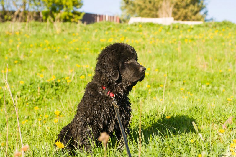 Фото: ньюфаундленд Selena Manolla Blanka (Селена Манолла Бланка)