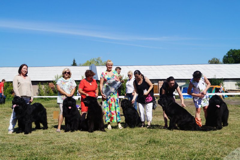 Фото: ньюфаундленд Ugryum Reka iz Tihogo Omuta (Угрюм Река Из Тихого Омута), ньюфаундленд Brownblood MSK Helfi Best Armani (Браунблад МСК Хелфи Бэст Армани), ньюфаундленд Brownblood MSK Harricane Higgins (Браунблад МСК Харрикейн Хиггенс)