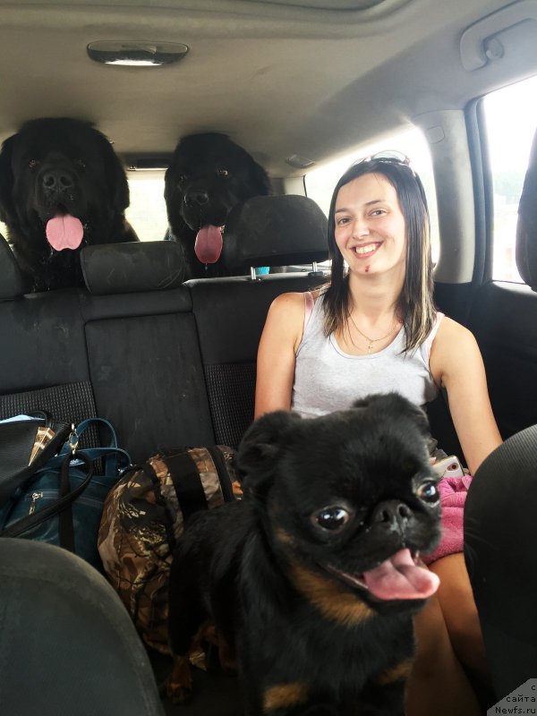 Фото: ньюфаундленд Brownblood MSK Harricane Higgins (Браунблад МСК Харрикейн Хиггенс), ньюфаундленд Brownblood MSK Helfi Best Armani (Браунблад МСК Хелфи Бэст Армани), Джодик