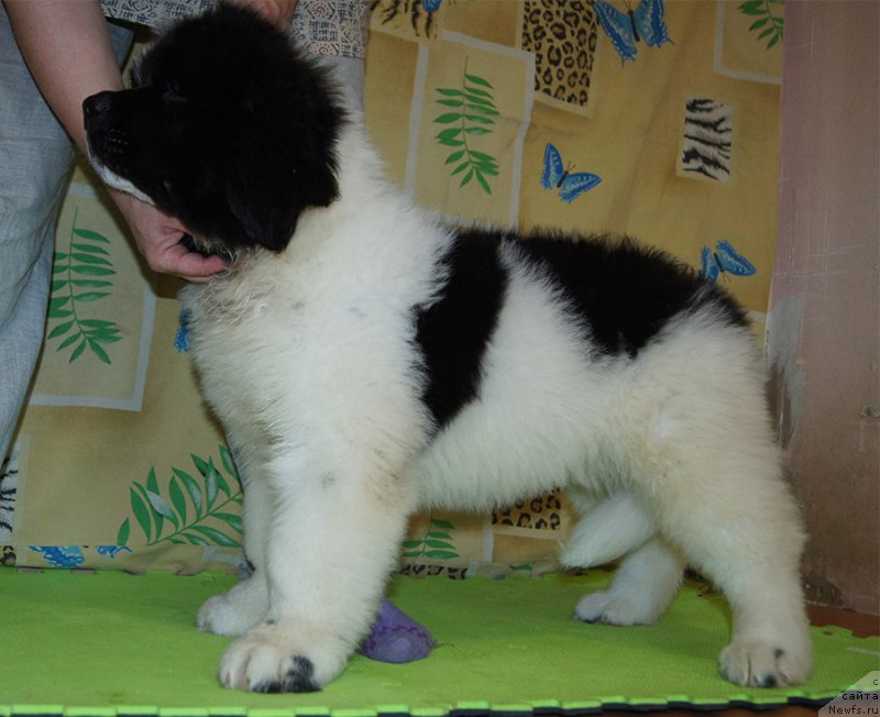 Фото: ньюфаундленд Super Bizon Rujana (Супер Бизон Ружана)