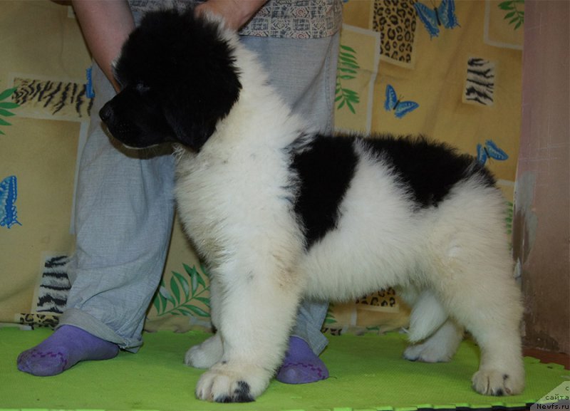 Фото: ньюфаундленд Super Bizon Rujana (Супер Бизон Ружана)