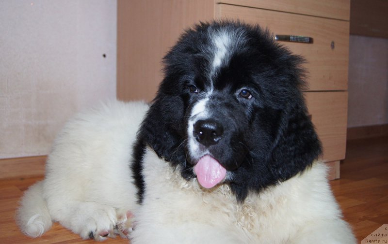 Фото: ньюфаундленд Super Bizon Rujana (Супер Бизон Ружана)