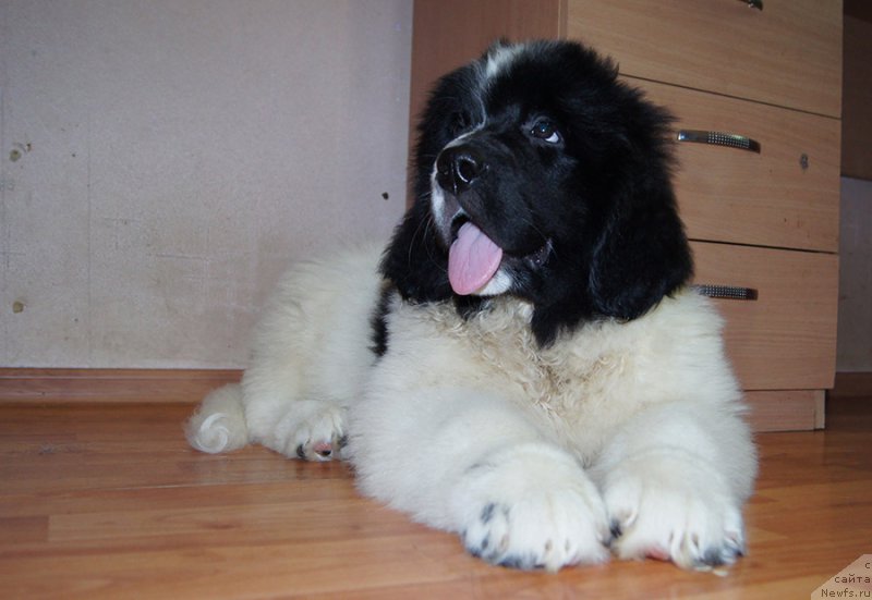 Фото: ньюфаундленд Super Bizon Rujana (Супер Бизон Ружана)