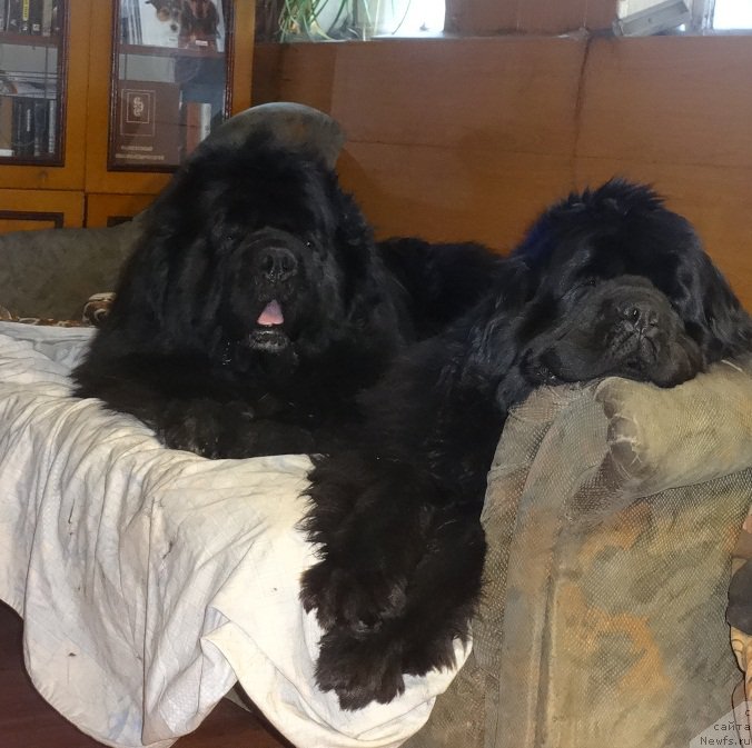 Фото: ньюфаундленд King of Helluland I'm Precious, ньюфаундленд N'yufort Carica Nochi (Ньюфорт Царица Ночи)