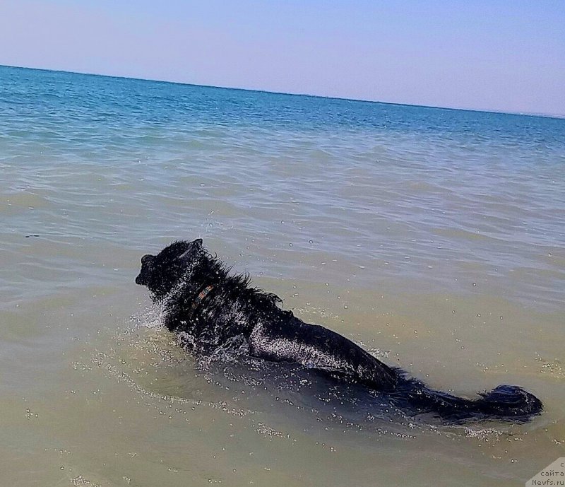 Фото: ньюфаундленд N'yufort Divnaya Diana (Ньюфорт Дивная Диана), ньюфаундленд N'yufort Divnaya Diana (Ньюфорт Дивная Диана)