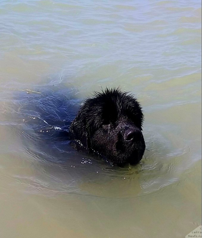 Фото: ньюфаундленд N'yufort Divnaya Diana (Ньюфорт Дивная Диана)