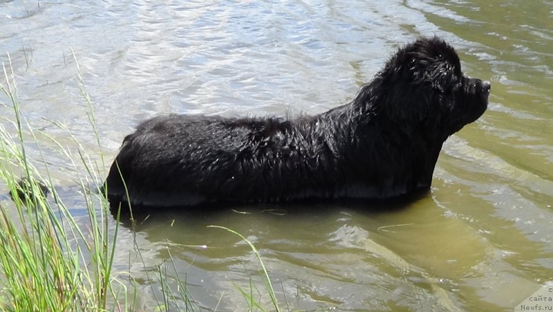 Фото: ньюфаундленд Sent Djons Optimus Prime (Сент Джонс Оптимус Прайм)