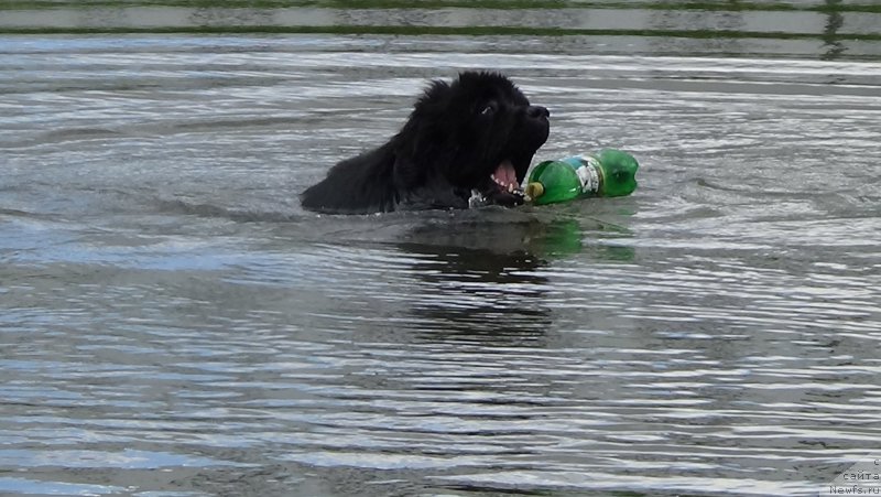 Фото: ньюфаундленд Sent Djons Optimus Prime (Сент Джонс Оптимус Прайм)