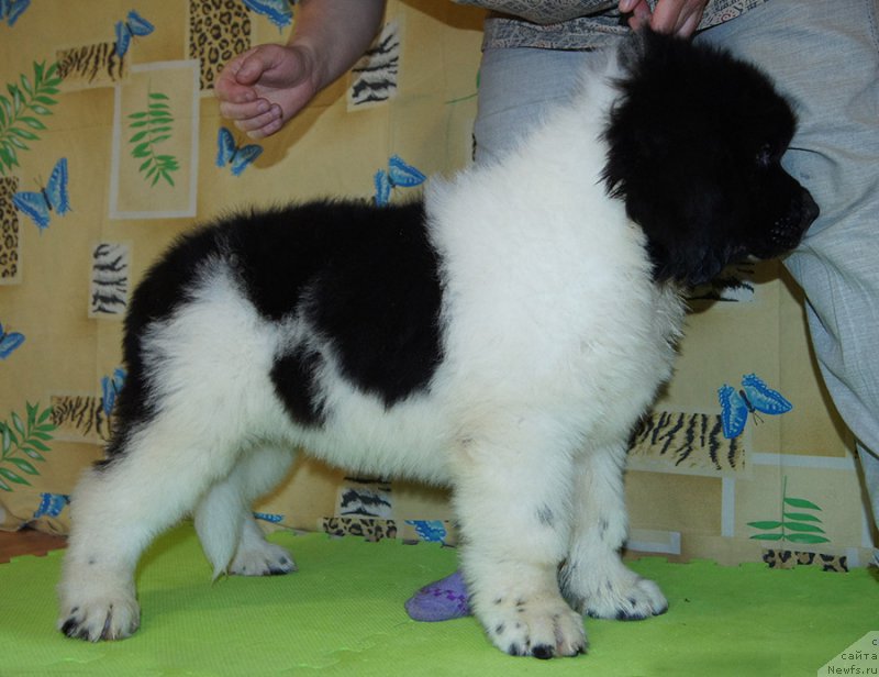 Фото: ньюфаундленд Super Bizon Rayt (Супер Бизон Райт)