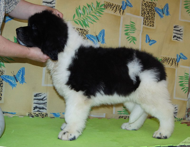 Фото: ньюфаундленд Super Bizon Rayt (Супер Бизон Райт)