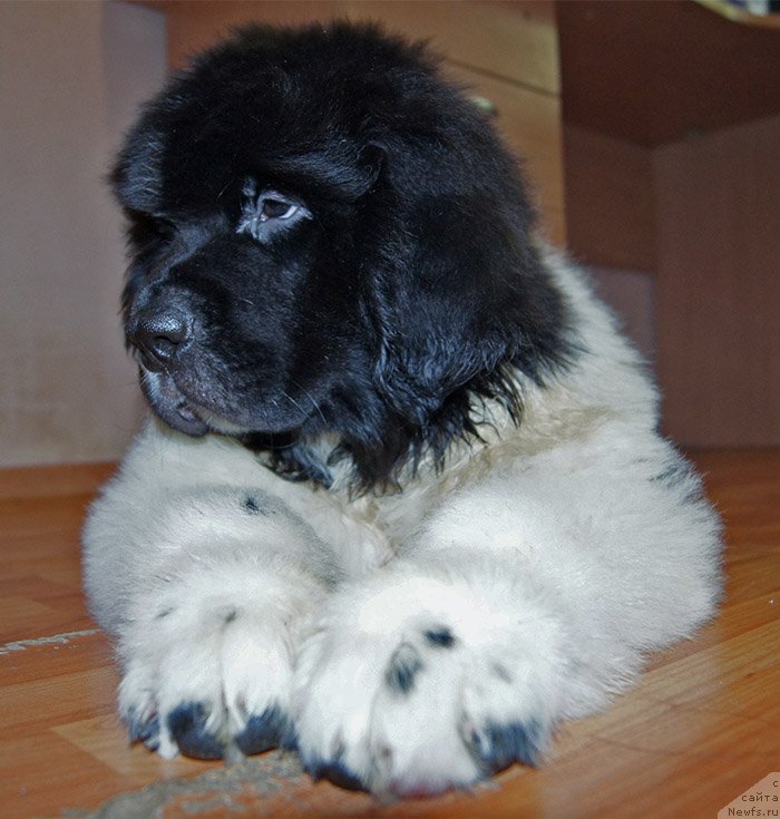 Фото: ньюфаундленд Super Bizon Rayt (Супер Бизон Райт)