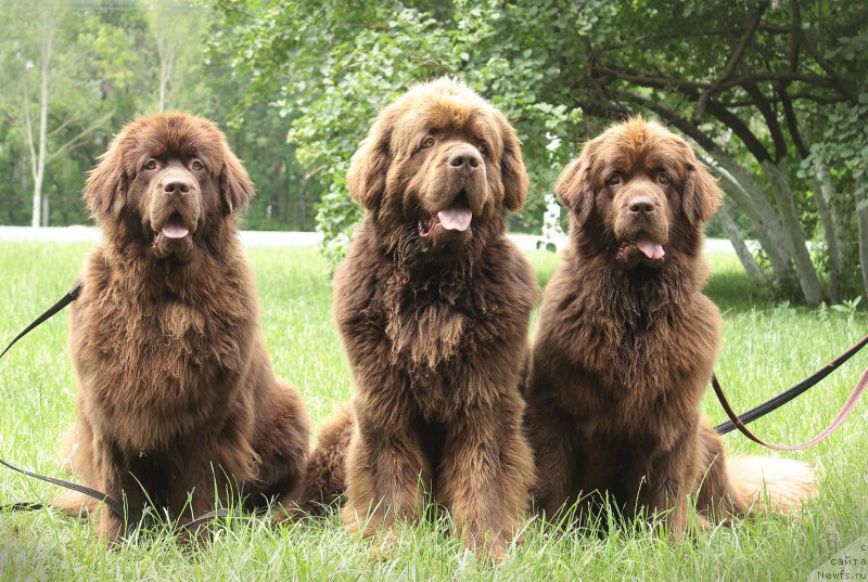 Фото: ньюфаундленд Brownblood MSK Zhanara Haya (Браунблад МСК Жанара Хайя), ньюфаундленд Charli The Best Helfi Pel (Чарли Де Бест Хелфи Пэл), ньюфаундленд Naomi Tagoliri for Brouwnblood (Наоми Таголири фор Браунблад)