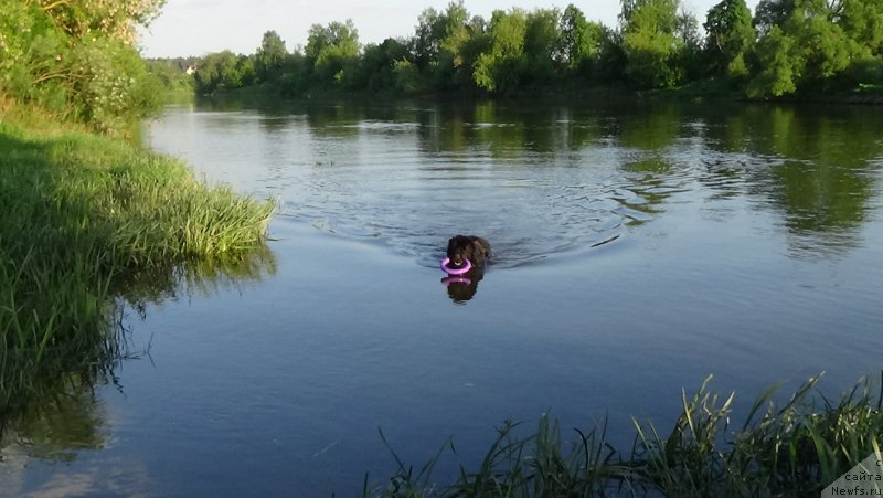 Фото: ньюфаундленд Sent Djons Optimus Prime (Сент Джонс Оптимус Прайм)