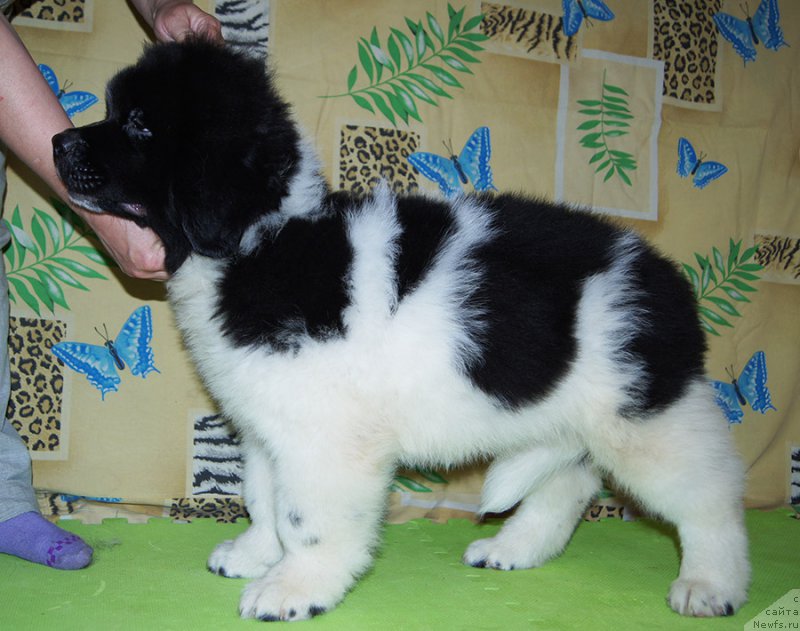 Фотография № 209203