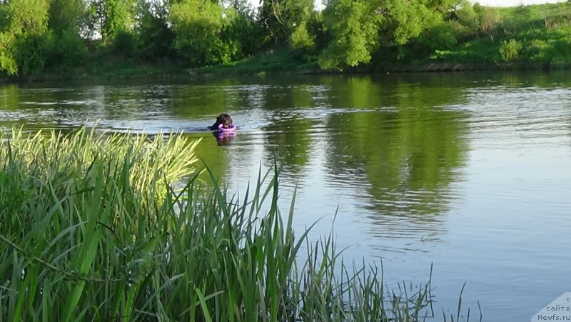 Фото: ньюфаундленд Sent Djons Optimus Prime (Сент Джонс Оптимус Прайм)